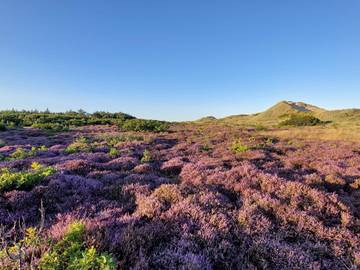 Casa Vacanza per 14 Persone in Ho, Mare del Nord-Danimarca, Foto 4