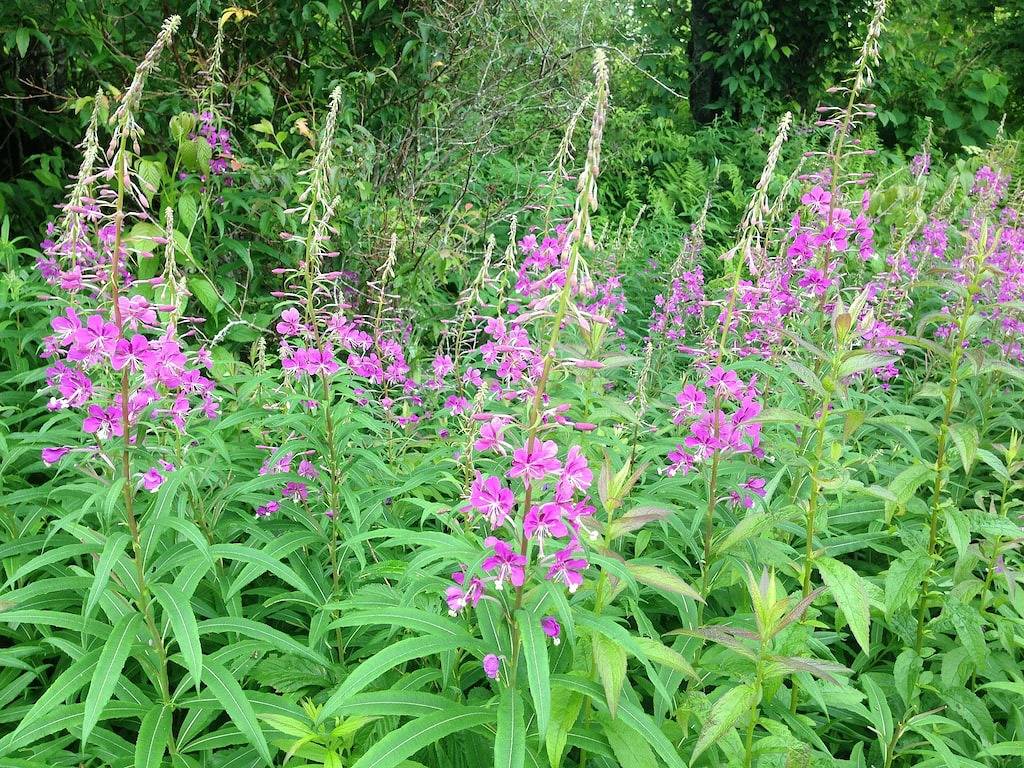 White Squirrel Lodge - Family friendly, pond & stream, breezy porches & wildlife in Transylvania County