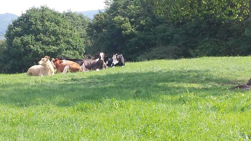 Ferienwohnung für 10 Personen, mit Ausblick und Balkon in Wimbach - 3