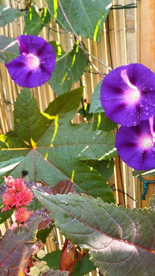 Le Jardin D' Épicure in Oderen, Parc naturel régional des Ballons des Vosges