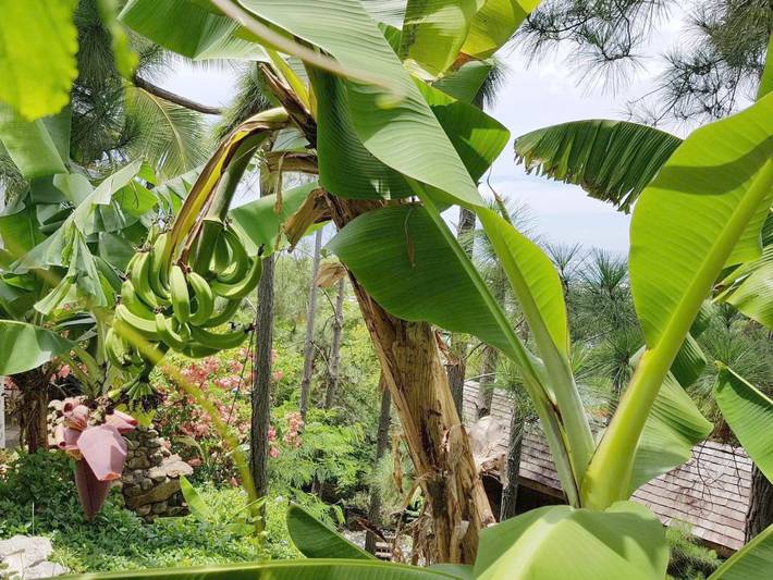 Gîte pour 2 personnes, avec vue ainsi que piscine et jardin dans Punaauia - 2