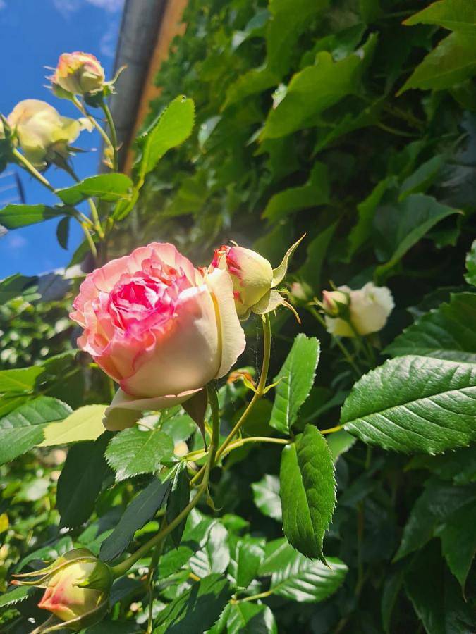 Location de vacances pour 4 personnes, avec vue et terrasse à Châtillon-sur-Loire