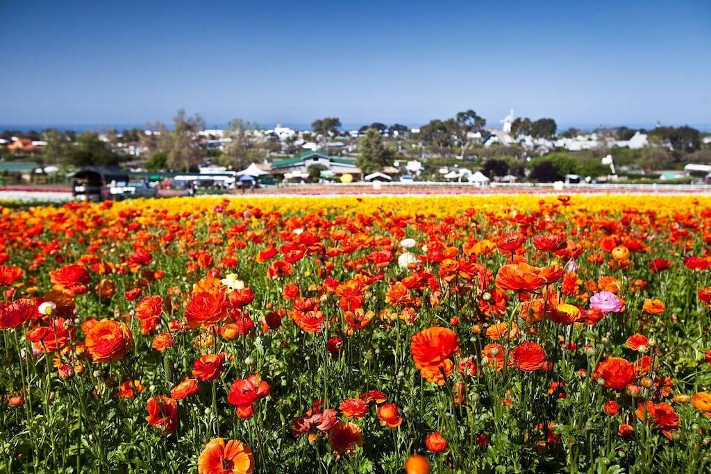 Ganze Wohnung, 1 Block zum Strand | Beachy Getaway | Kostenloses Wifi & Parken in Carlsbad, San Diego County