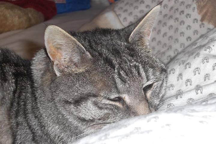 Ferienhaus für 4 Personen, mit Terrasse und Garten im Allgäu - 3