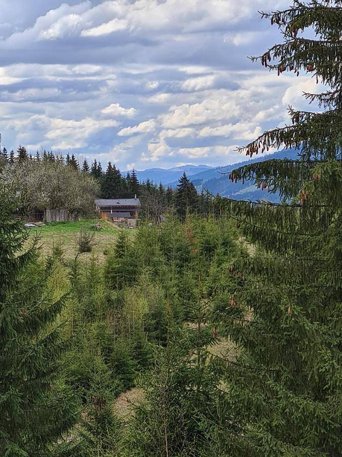 Gîte pour 14 personnes, avec vue et jardin, animaux acceptés dans Dorna-Arini - 4