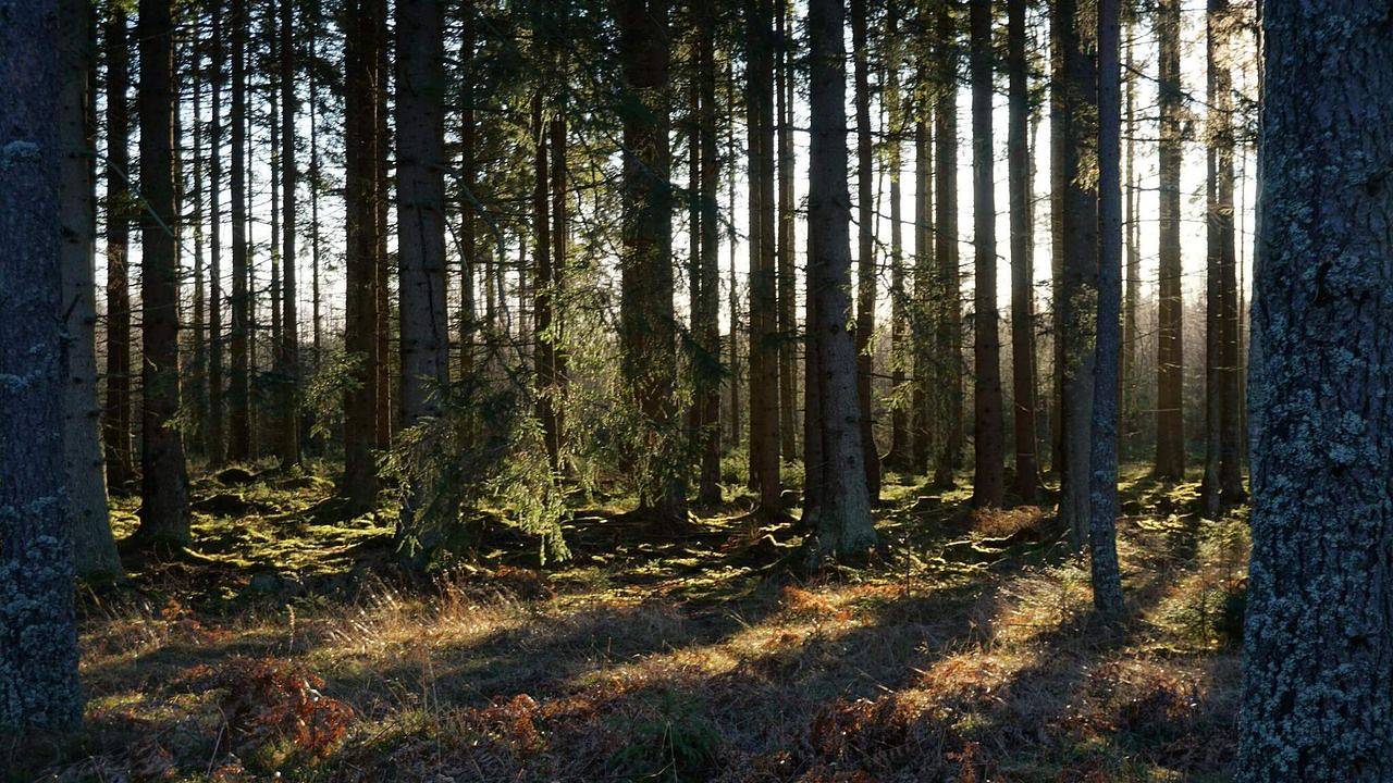 Ferienhaus für 6 Personen (60 m²) in Malmköping in Flen