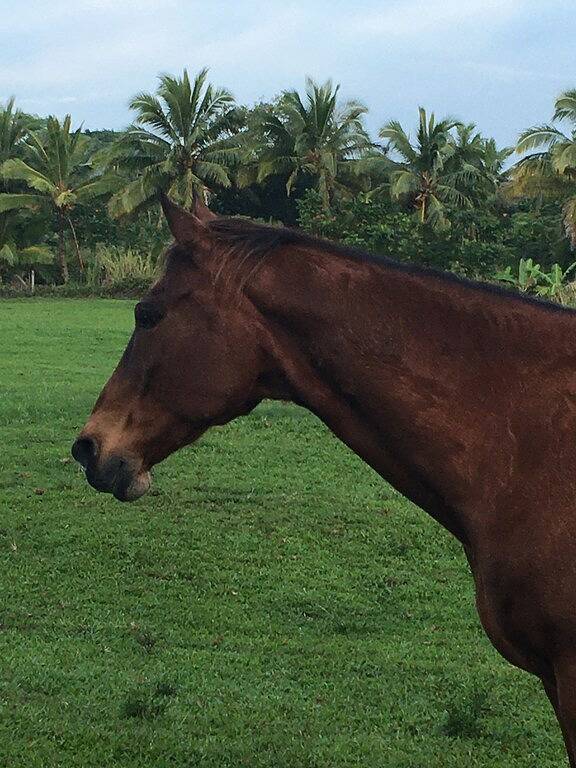 Maison d’hôte pour 2 personnes, avec jardin dans Hawai - 4