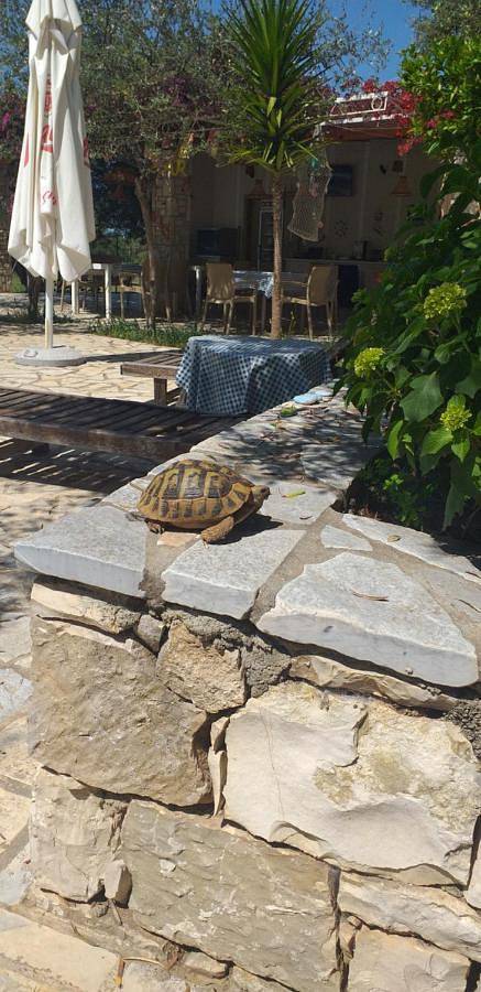 Maison d’hôte pour 2 personnes, avec terrasse et jardin, animaux acceptés en Albanie - 2