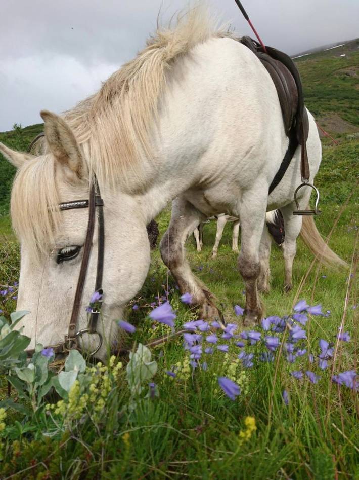 Location de vacances pour 3 personnes, avec jardin en Islande