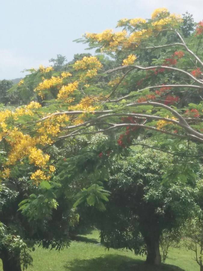 Maison d’hôte pour 4 personnes, avec piscine ainsi que jardin et vue dans Le Marin - 3