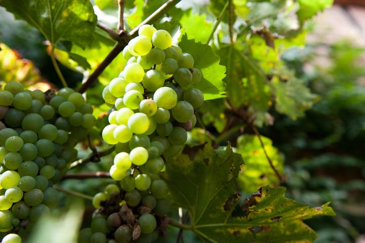 Ferienwohnung für 5 Personen, mit Garten, kinderfreundlich in Adventsstadt Quedlinburg - 2