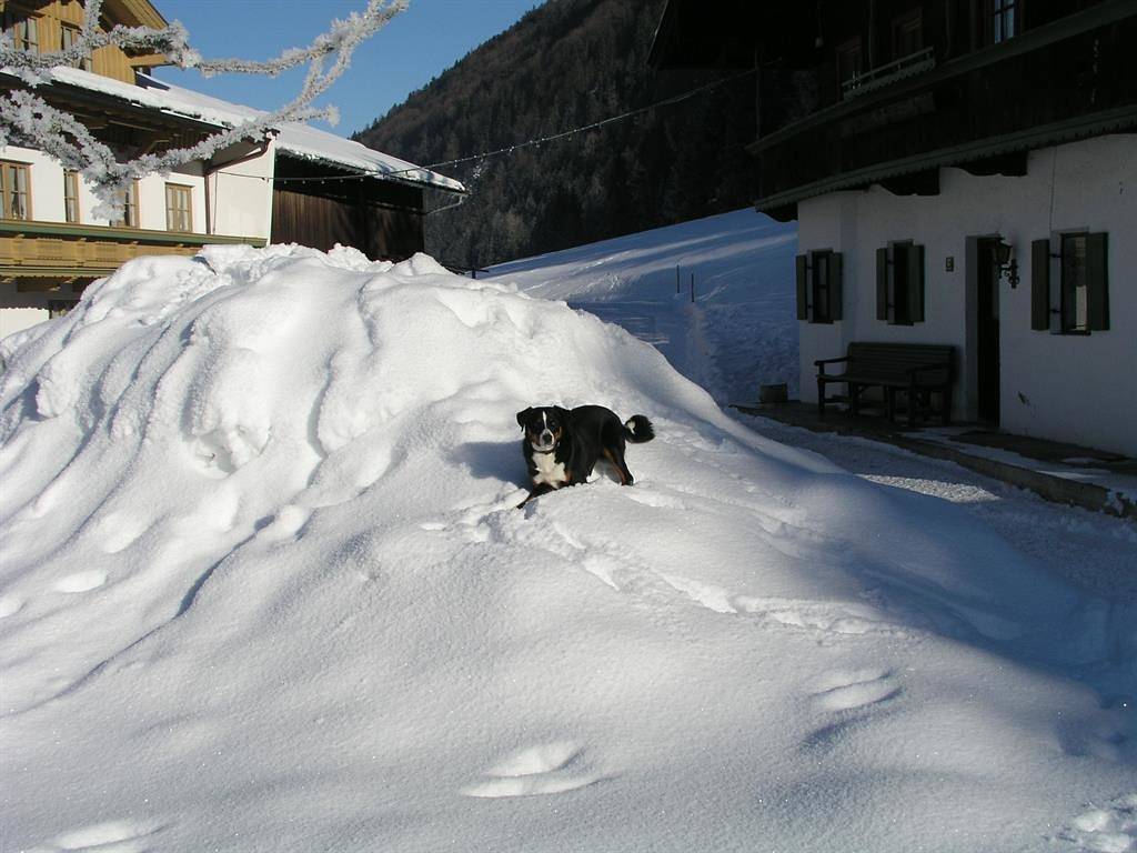 Ganze Ferienwohnung, Ap."Wiesen"-1 Schlafzi/Du/Wc,Tv,Tel in Schwendt, Kaisergebirge