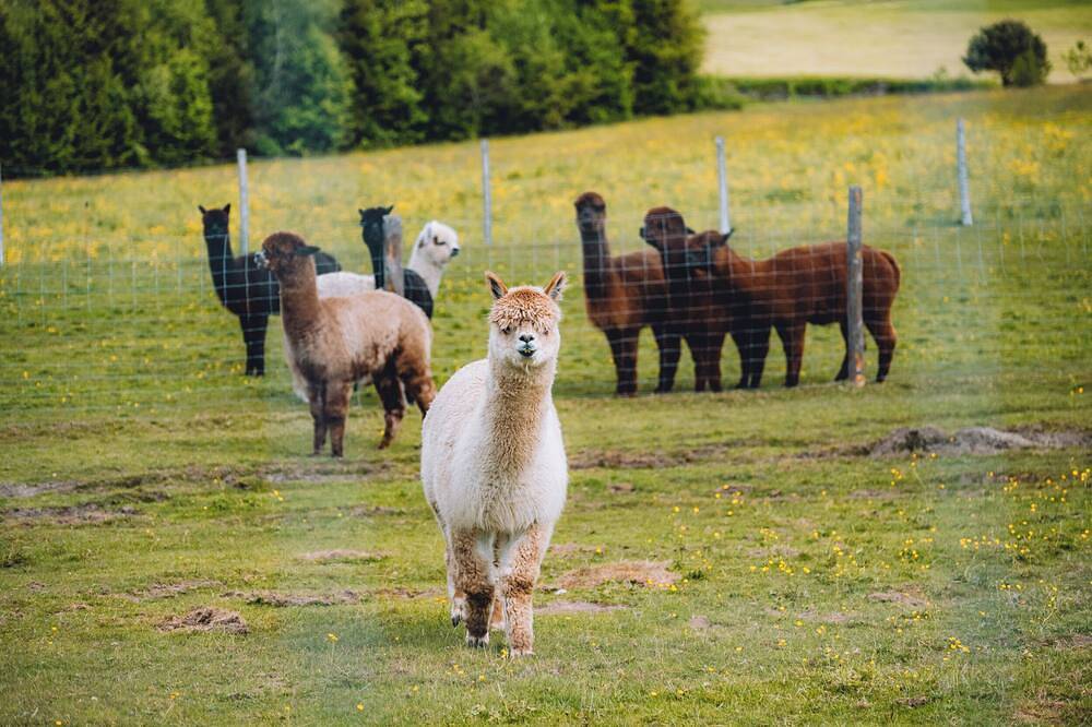 Lindenhof Chalet Spatzennest mit eigener Sauna im schönen Westallgäu in Scheidegg, Bayerisch Schwaben