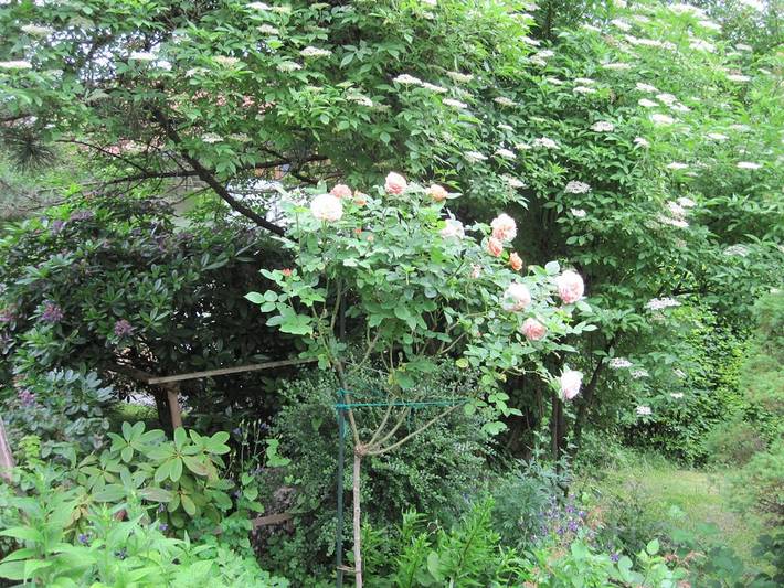 Ferienhaus für 2 Personen, mit Terrasse und Garten am Walchensee - 4