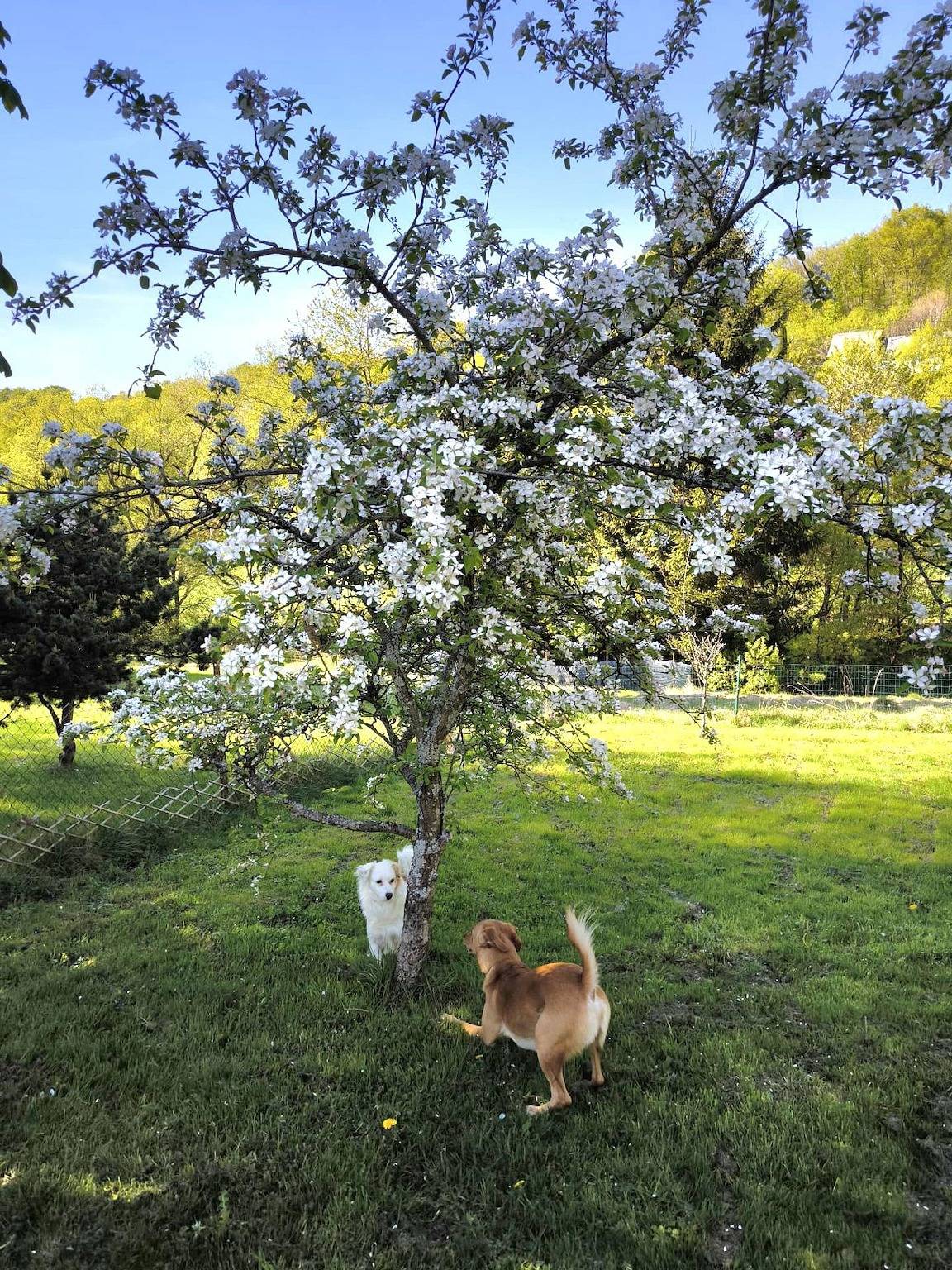 Ganze Ferienwohnung, Ferienwohnung "Ferienwohnung Sander" in Kirchen (Sieg), Altenkirchen & Umgebung