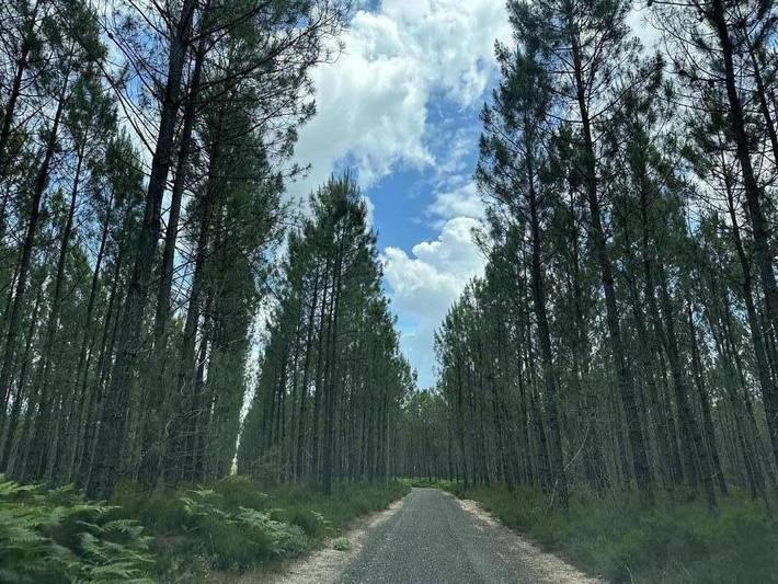 Gîte pour 10 personnes, avec piscine ainsi que jardin et terrasse à Pissos - 4