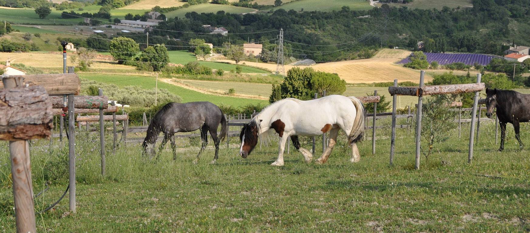 Ferienhaus 'La Tiny House De Peggy' mit Bergblick, privater Terrasse und Klimaanlage in Sisteron, Forcalquier und Umgebung