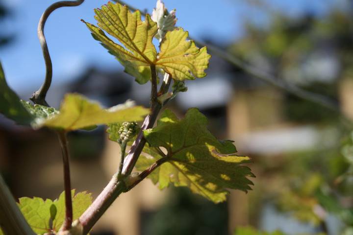 Pension für 2 Personen, mit Balkon und Garten in Schweich an der Römischen Weinstraße - 3