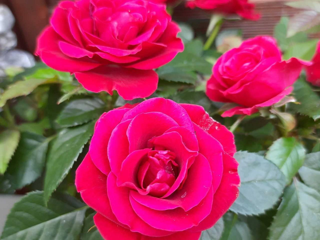 Ganze Ferienwohnung, Bungalow Ostseebad Rerik - Zwischen Meer und Haff - Bungalow (25m²; max 2 Pers) in Rerik, Neubukow-Salzhaff