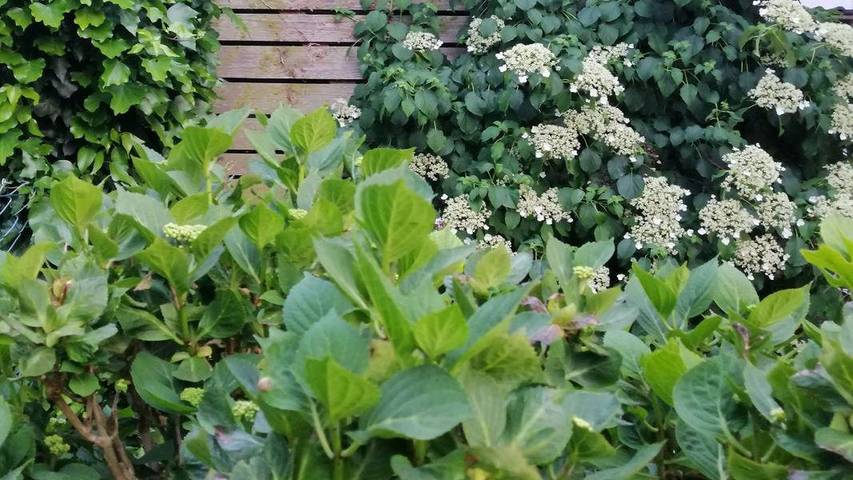 Gîte pour 4 personnes, avec jardin à Mettlach - 2
