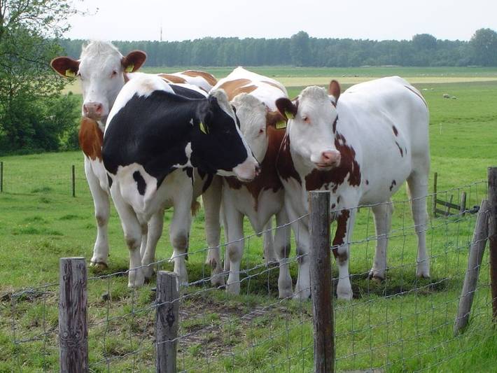 Auf dem Hof - Hoeve Nooitgedacht in Groene Hart