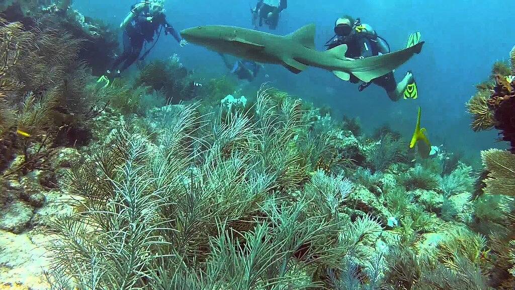 Ganze Wohnung, ★★★★★ South Beach Location, Schritte 2 Strand, Privater Balkon, Pool, Bbq, Kostenloses Wlan in South Beach, Miami Beach