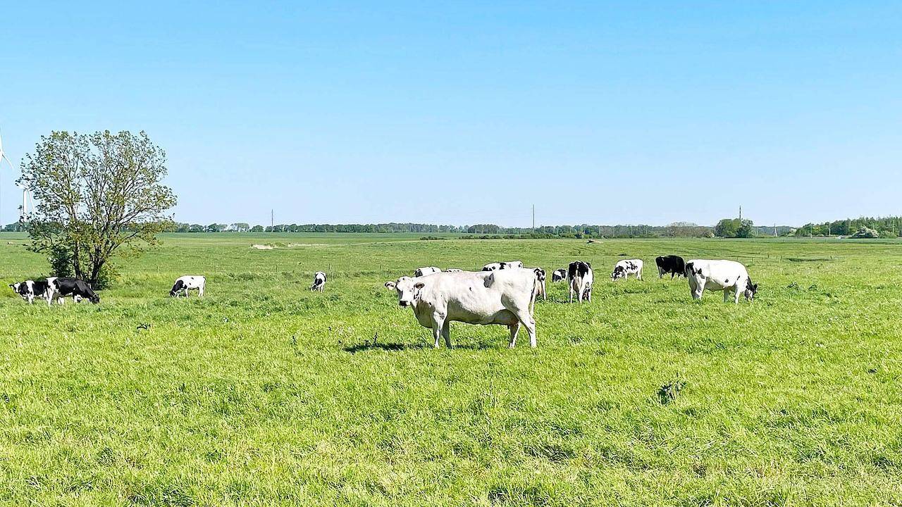 Ferienhaus für 6 Personen (50 m²) in Kattarp in Helsingborg, Skane