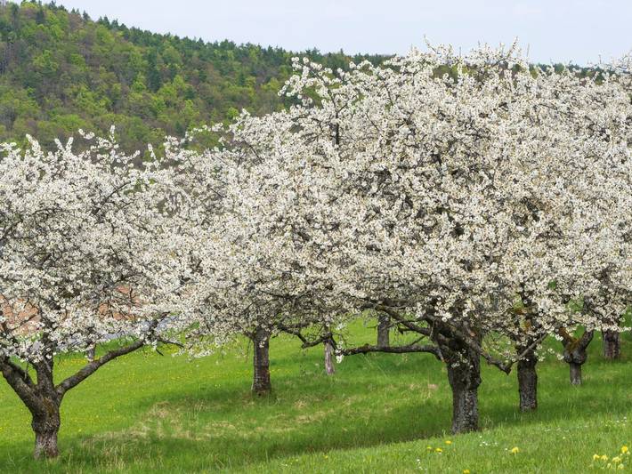 Ferienhaus für 8 Personen, mit Terrasse und Sauna, mit Haustier in Franken - 4