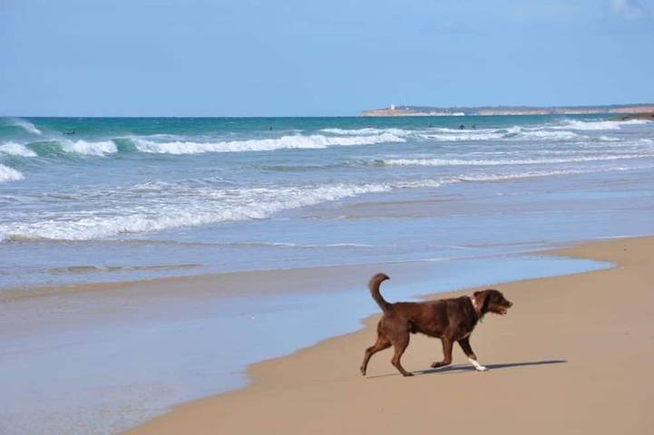 Casa de Gertrudis - Casa tradicional española, a solo 200 metros de la playa de arena in Playa El Palmar, Vejer de la Frontera
