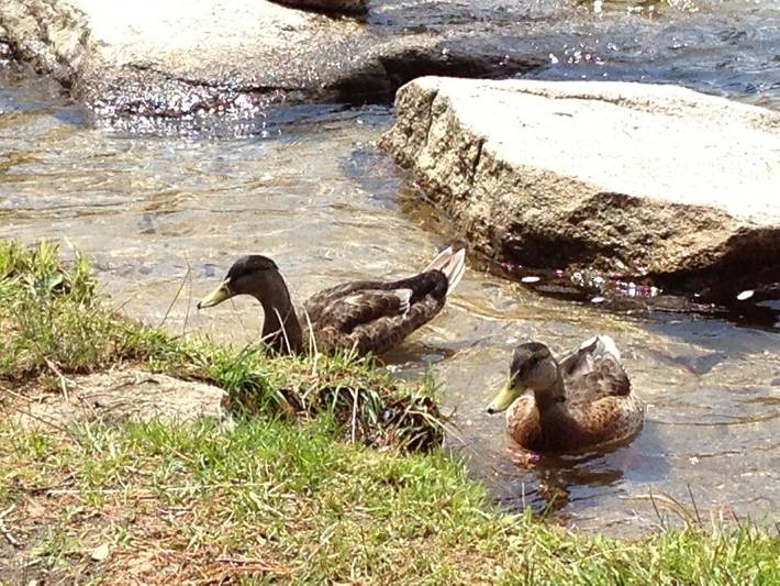 Vacation rental for 9 people, with yard and terrace in Lake Sunapee