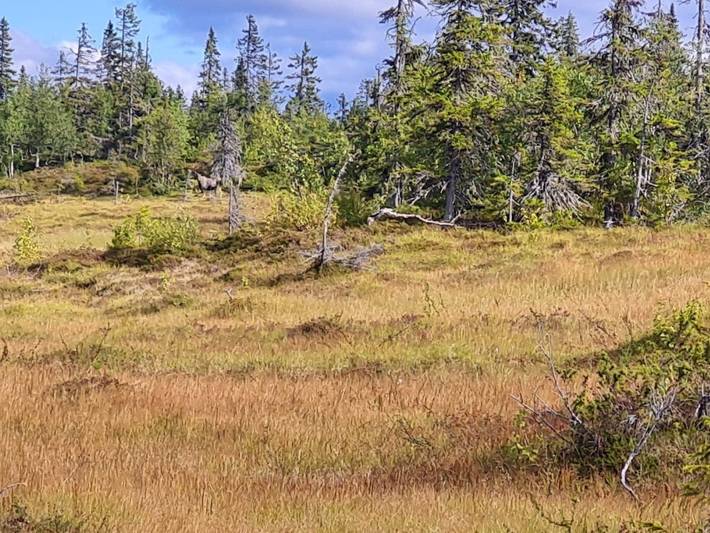 Ferienhaus für 4 Personen, mit Terrasse, kinderfreundlich in Nordschweden