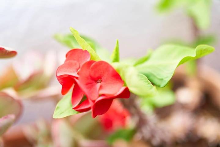 Gîte pour 4 personnes, avec terrasse dans La Isleta del Moro - 2