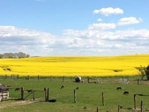 Ferienhaus für 5 Personen, mit Balkon in Kröpelin - 3