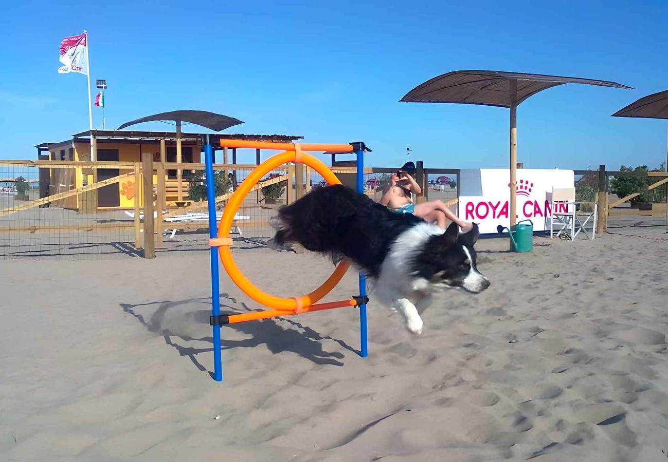 Appartamento intero, Appartamento con aria condizionata e terrazza  in Rosolina Mare, Polesine