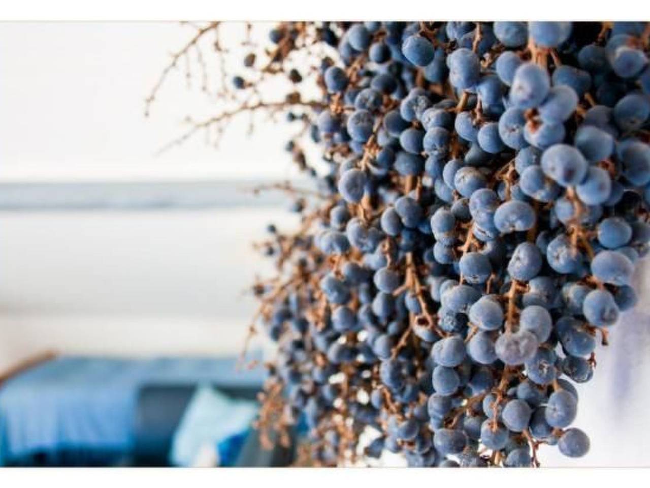 Ganze Wohnung, Casa Beatrice in Ronco sopra Ascona, Tessiner Alpen
