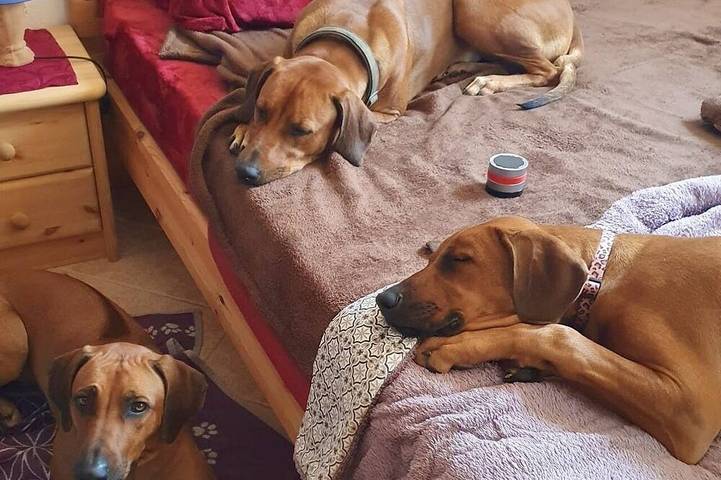 Ferienhaus für 6 Personen, mit Terrasse und Garten in Tanna