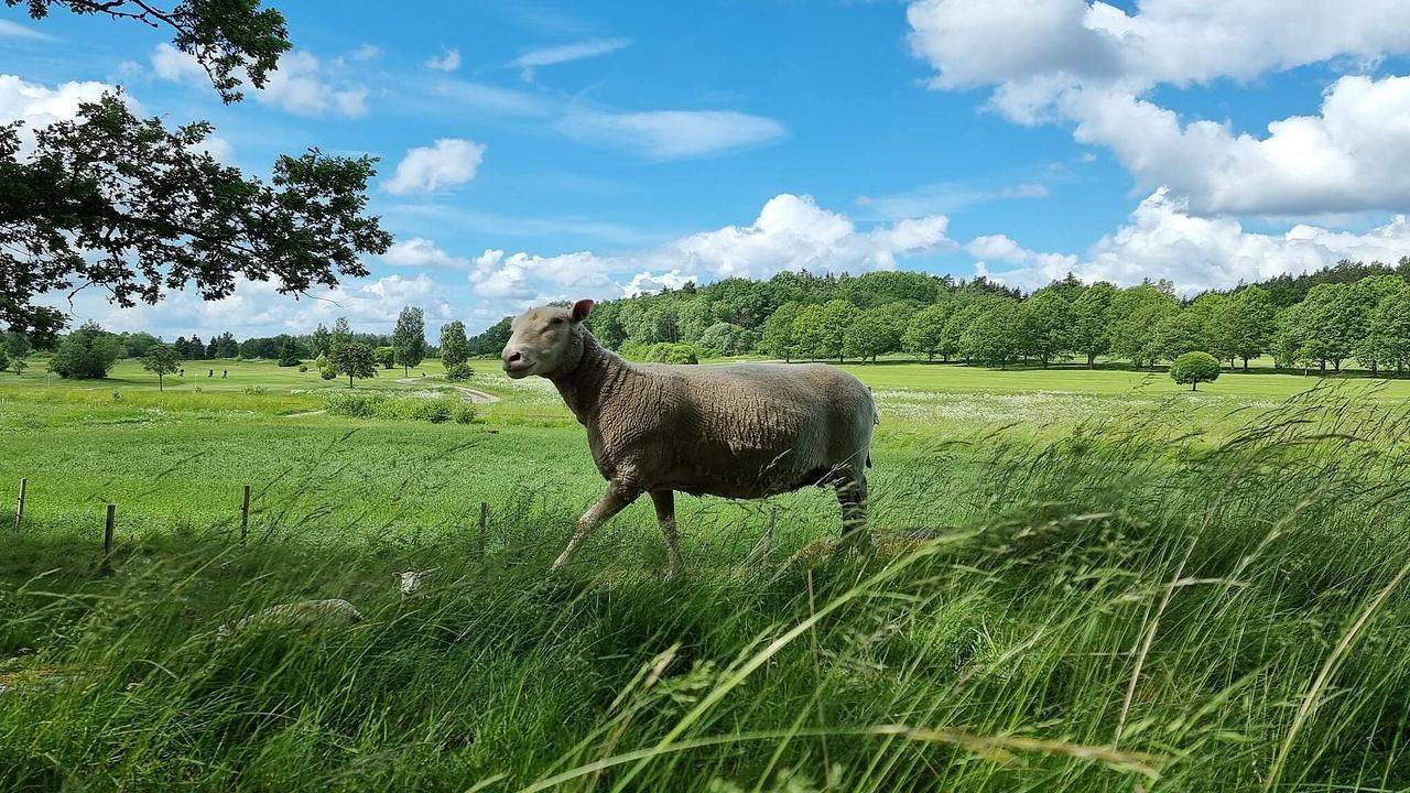Ferienhaus für 4 Personen (50 m²) in Torshälla in Mälaren