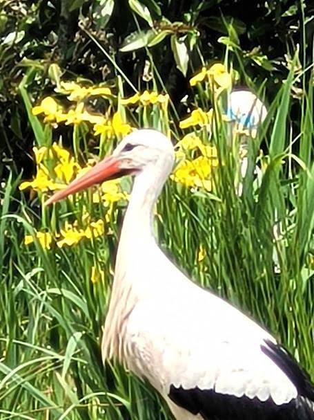 Maison de campagne pour 10 personnes, avec vue ainsi que vue sur le lac et jardin dans Territoire de Belfort - 3