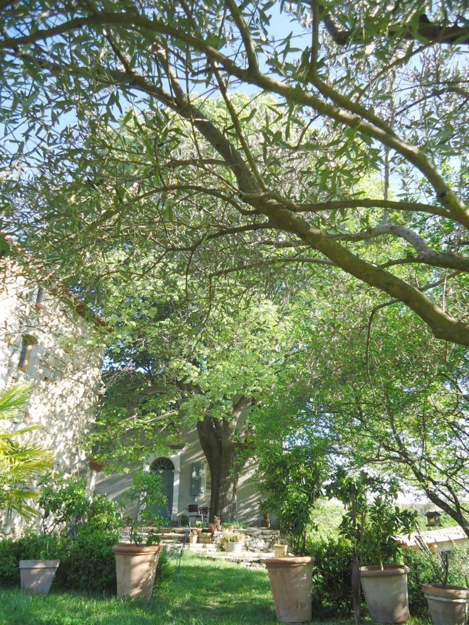 Le vieux tilleul in Banne, Parc national des Cévennes