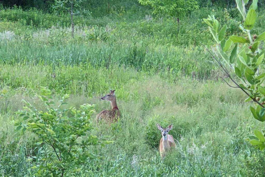 Countryside Cabin on 40 Private Acres Along Johnson Creek in Ontariosee