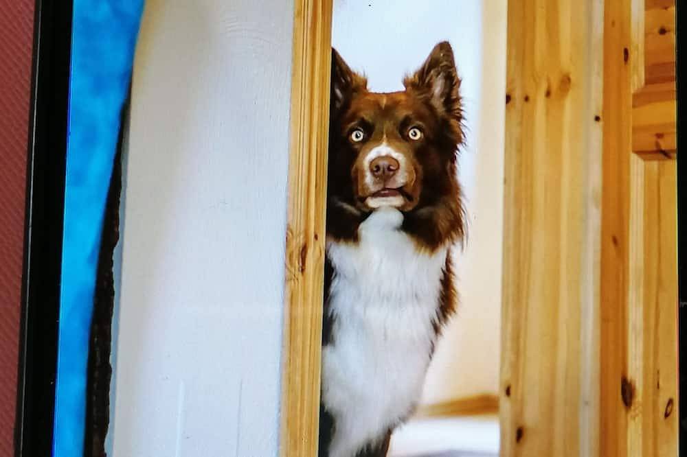 Ganze Wohnung, Traumhaftes Appartement in der Nähe vom Biosphärenreservat Bliesgau in Saargemünd