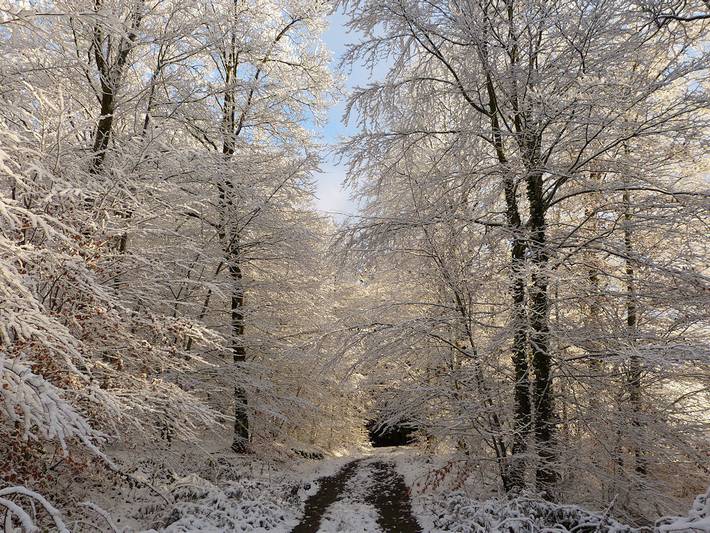 Chalet pour 6 personnes, avec jardin et terrasse, animaux acceptés dans Territoire de Belfort - 4