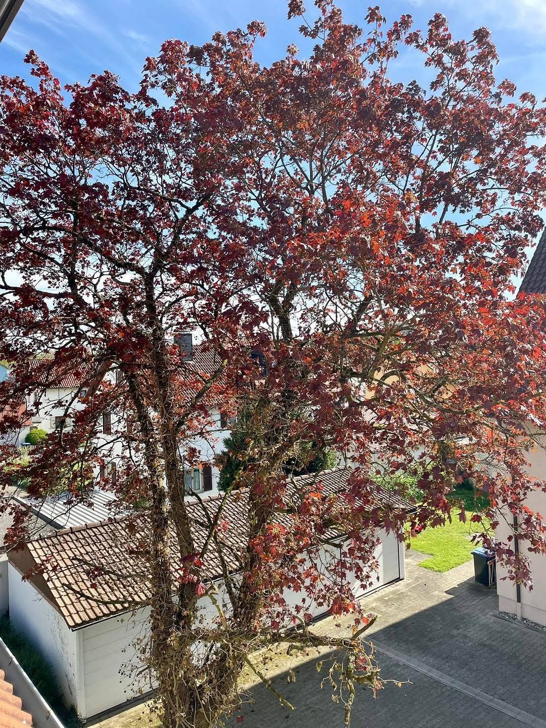 Ganze Ferienwohnung, Ferienwohnung Seehas am Bodensee - Ferienwohnung mit 75qm, 2 Schlafzimmer, max. 6 Erwachsene + 2 Kinder in Friedrichshafen, Region Bodensee-Oberschwaben