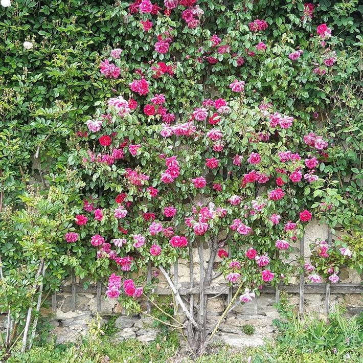 Location de vacances pour 5 personnes, avec terrasse ainsi que piscine et jardin, animaux acceptés à Craon - 3