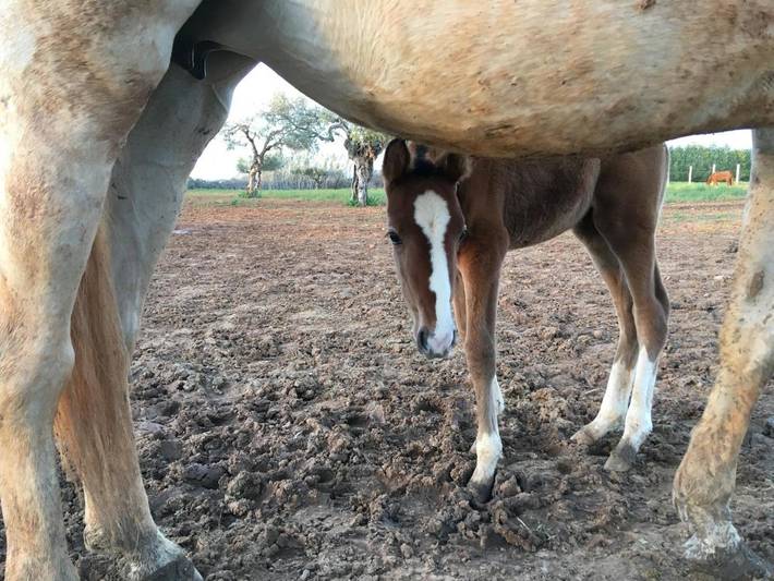 Gîte pour 2 personnes, avec jardin et piscine, animaux acceptés à Utrera - 3