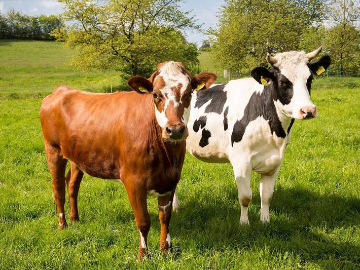 Ferienhaus für 2 Personen, mit Garten und Terrasse, kinderfreundlich am Edersee - 2