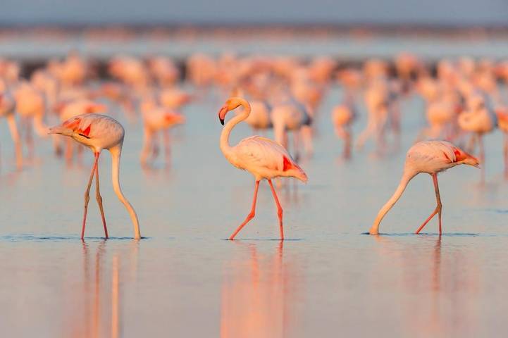 Gîte pour 4 personnes, avec jardin ainsi que terrasse et vue dans Salin-de-Giraud - 4