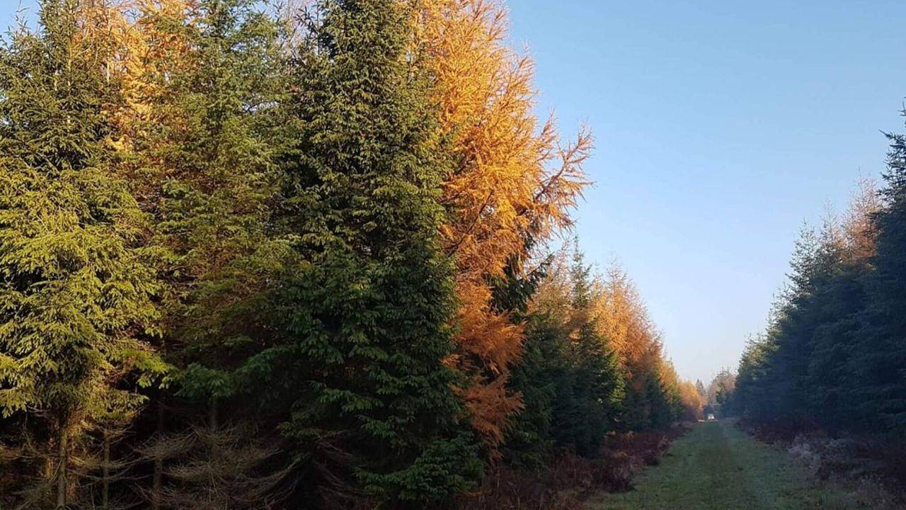 Ferienhaus für 4 Personen (46 m²) in Skærbæk in Skærbæk, Tondern und Umgebung