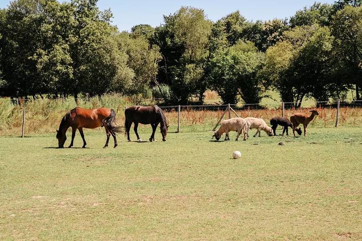 Bungalow für 4 Personen, mit Terrasse und Sauna sowie Pool in der Bretagne - 4