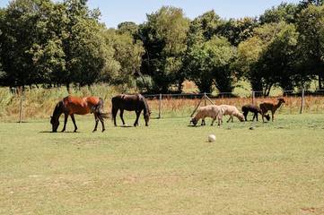 Camping für 4 Personen in Caro, Morbihan, Bild 3